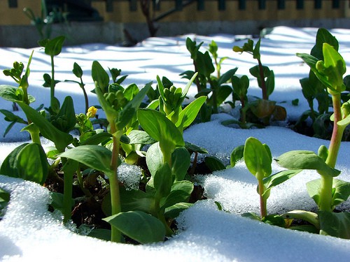 Giardinaggio invernale: suggerimenti e consigli
