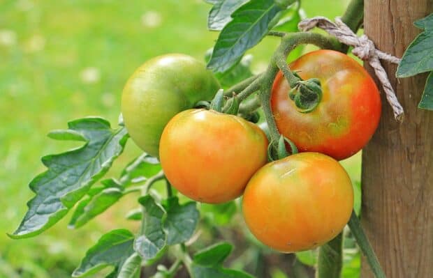 pianta pomodoro