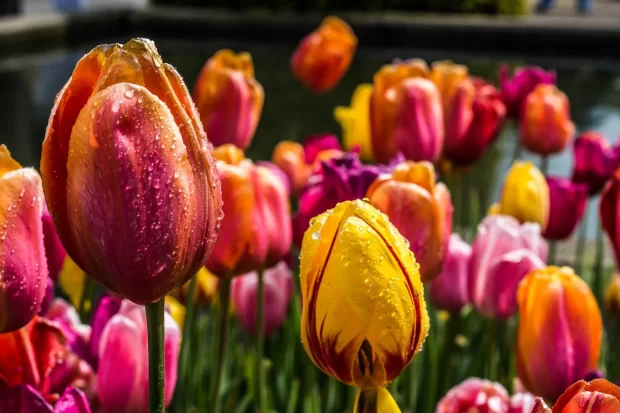 tulipani fioriti multcolore