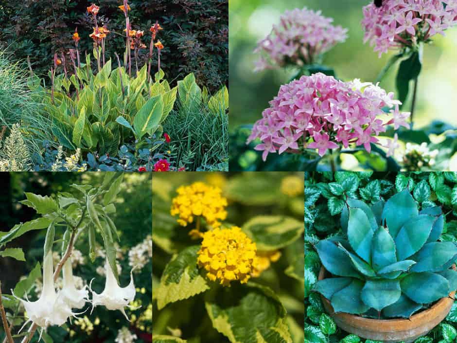 11 piante fiorite ideali per le estati più calde
