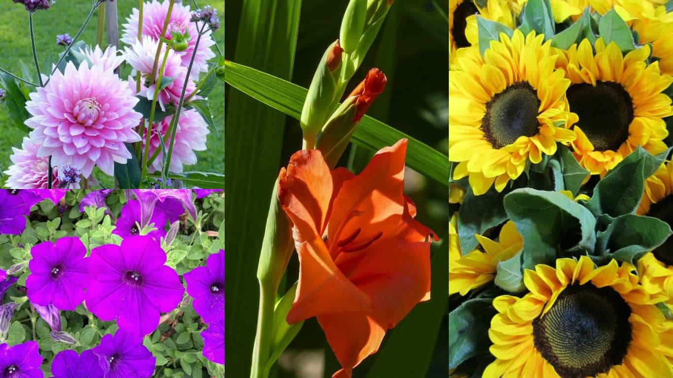 10 stupendi fiori da piantare in primavera