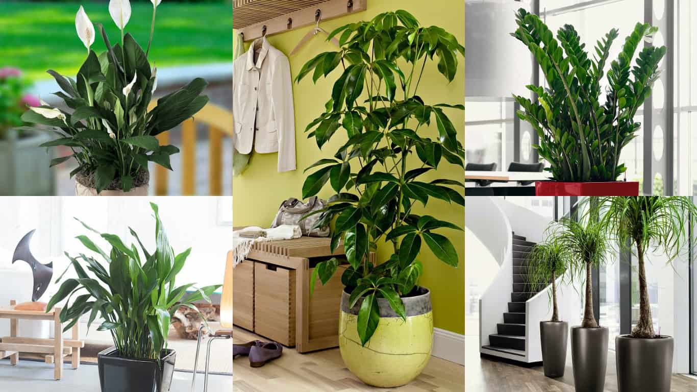 18 piante da appartamento poca manutenzione