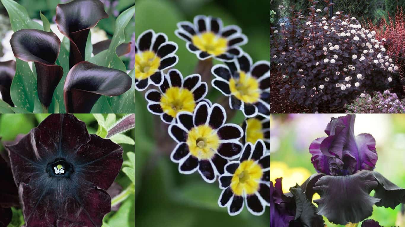 Piante e fiori di colore nero