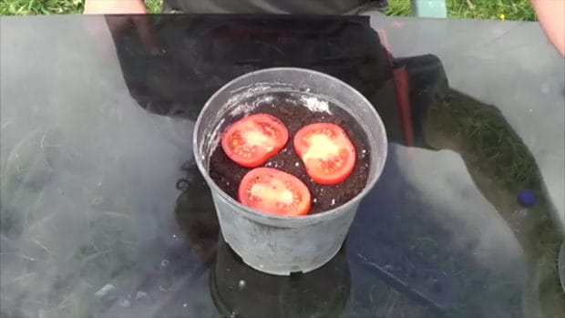 far germogliare un pomodoro