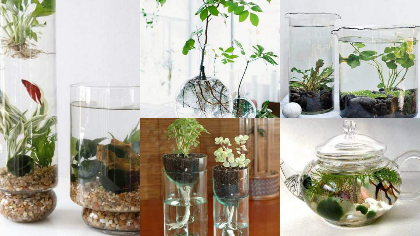 8 idee creative per realizzare un giardino acquatico indoor