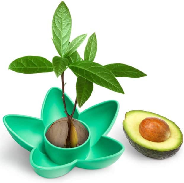 kit per coltivare l'avocado a casa o in giardino