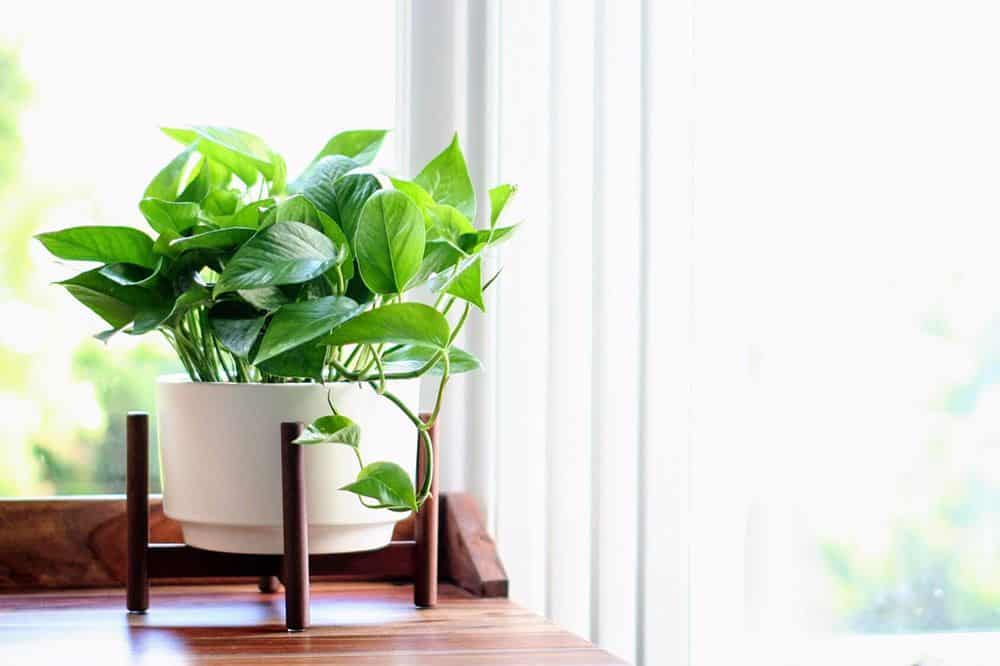 5 piante perfette per arredare l’ufficio