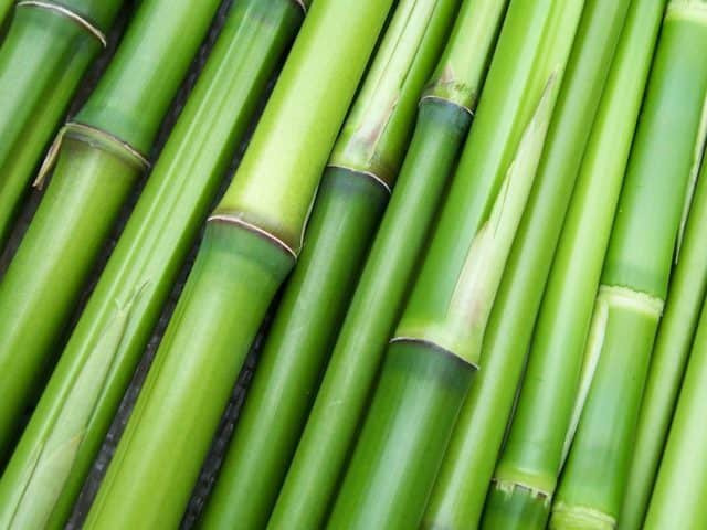 Canne di bambu, una pianta che si può piantare anche nel giardino di casa