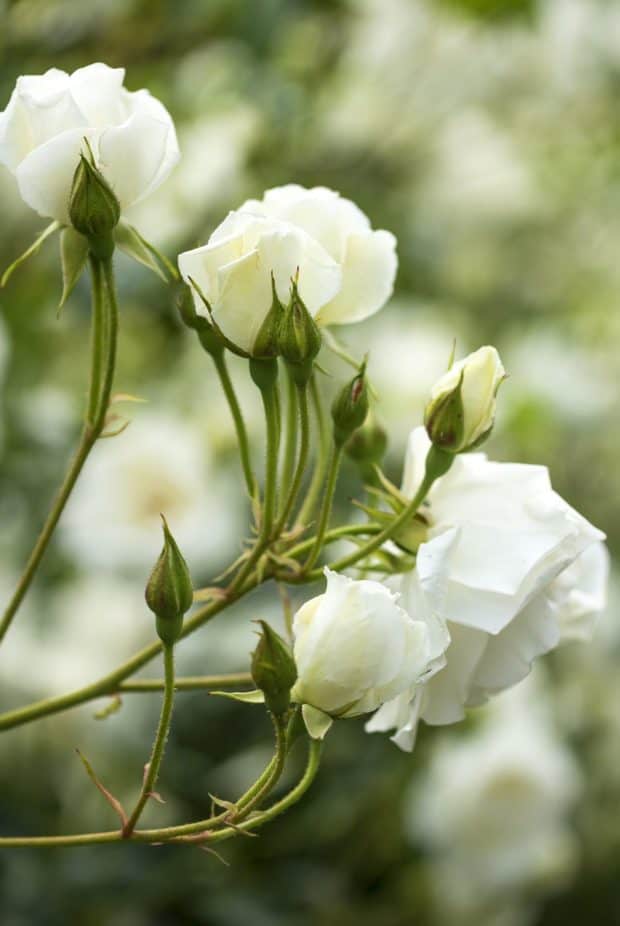Fiori bianchi: come arredare il giardino in modo semplice ed elegante