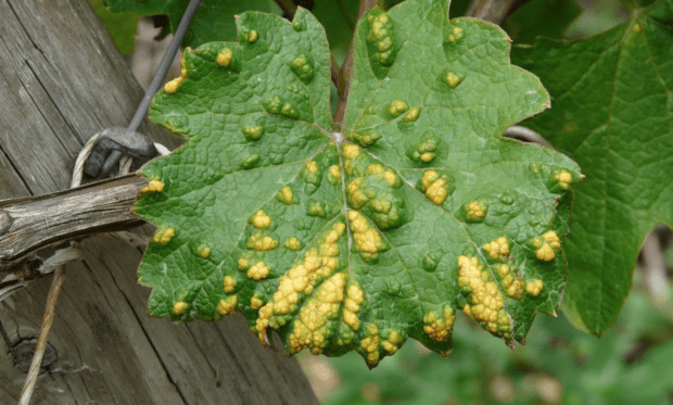 Malattie e parassiti delle piante: tutto quello che c'è da sapere