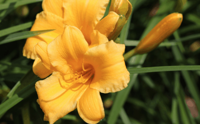 La Hemerocallis e i suoi fiori brevi ma intensi