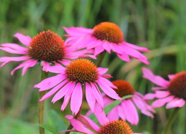 Echinacea, uno dei fiori più belli del mondo 