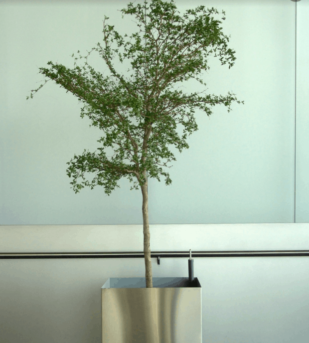 coltivazione di un albero in vaso