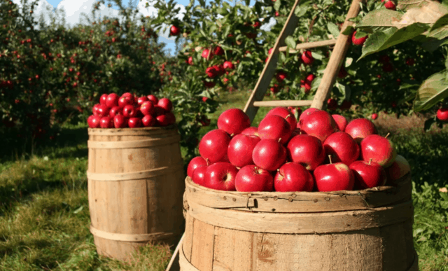 come coltivare la mela