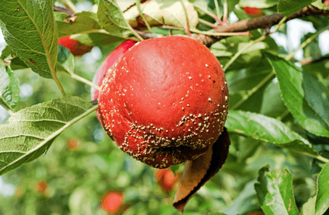 malattie degli alberi di frutto