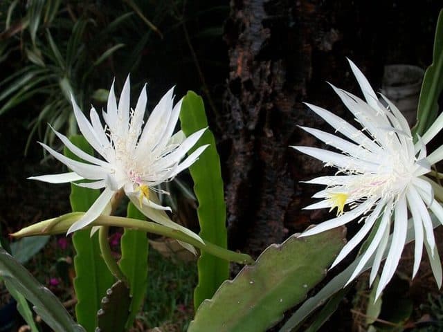 Fiore di Kadupul, uno dei fiori più costosi al mondo.