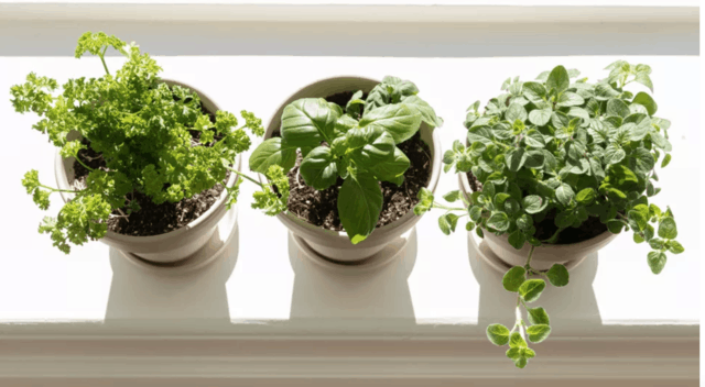5 erbe aromatiche che è meglio coltivare in vaso