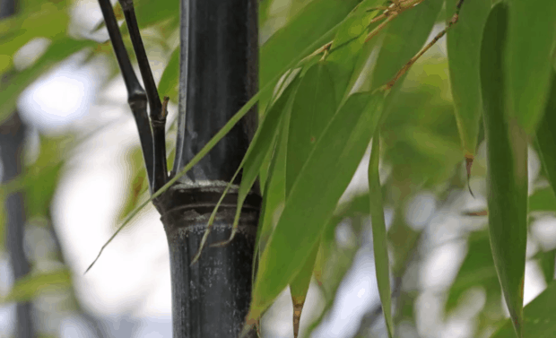 bambù nero, una varietà elegante e particolare di bambù