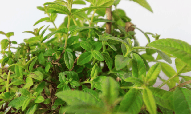 Verbena al limone, una pianta con foglie dal sapore delicato e agrumato