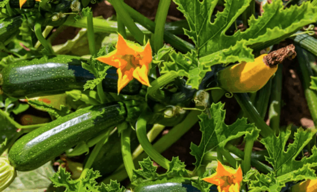 Cosa piantare (e non) vicino alle zucchine