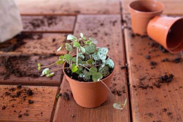 Ceropegia, chiamata anche Collana di cuori