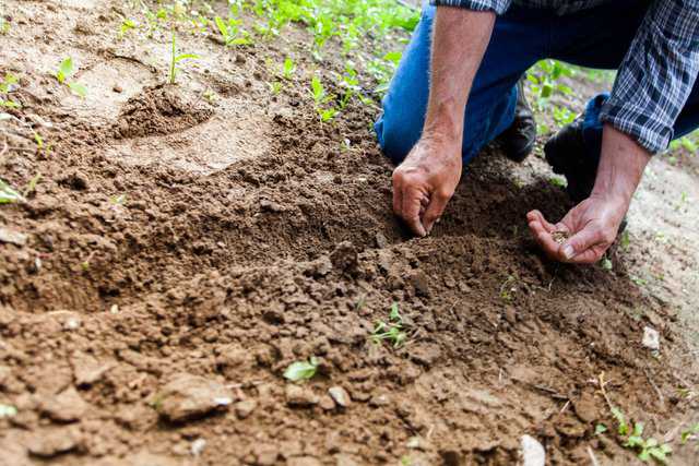 La semina nell’orto: 5 consigli utili