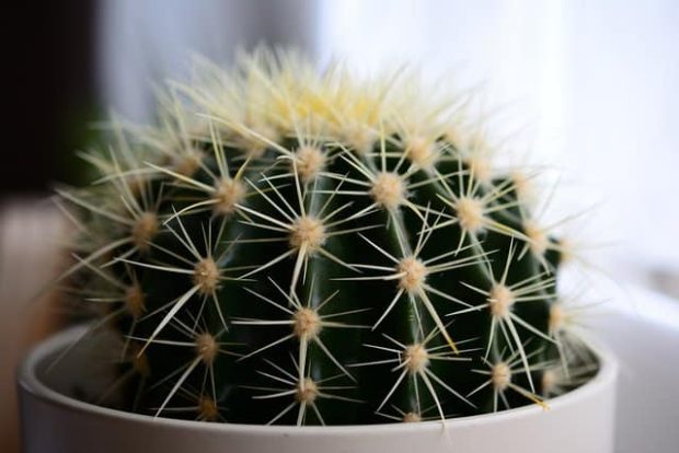 cactus a palla