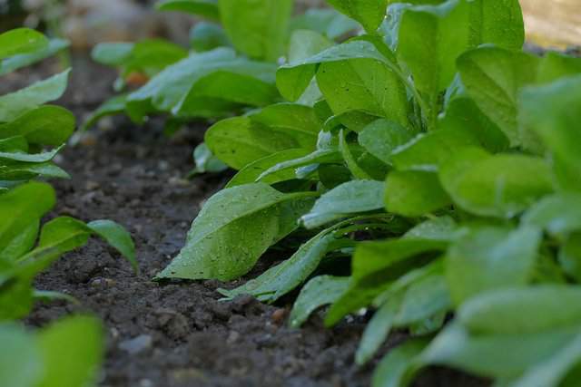 Come coltivare gli spinaci