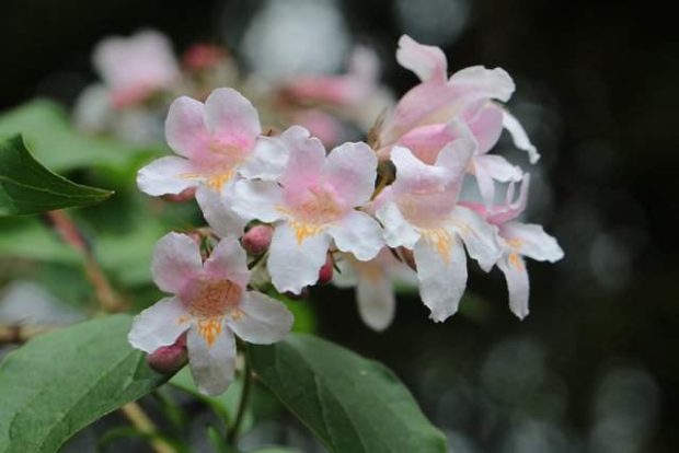 abelia in fiore