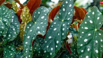 foglie della Begonia Maculata