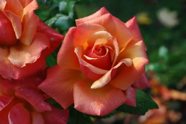 rose giardino