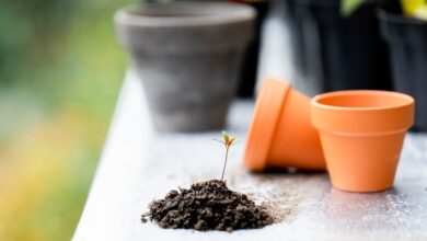 I benefici del giardinaggio