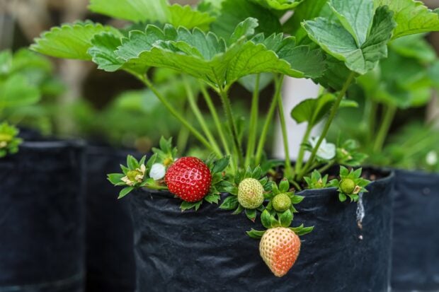 coltivare fragole in vaso