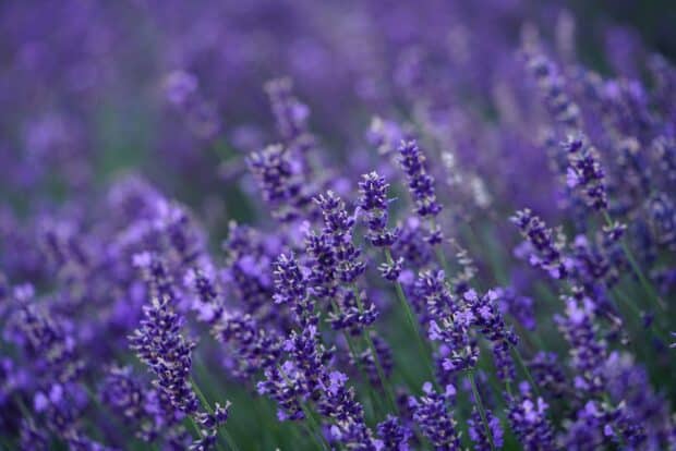 lavanda inglese 2