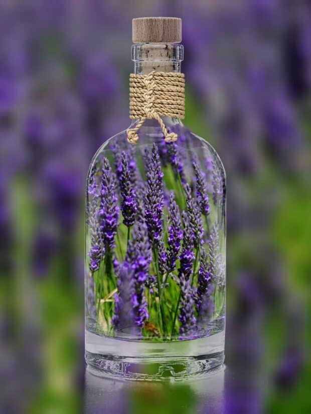 lavanda inglese